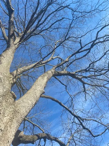 Pecan