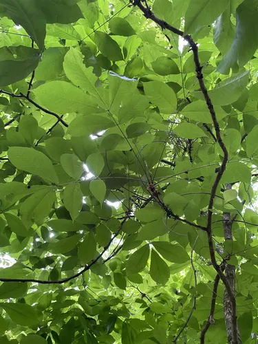 Shellbark Hickory — photo by jarber