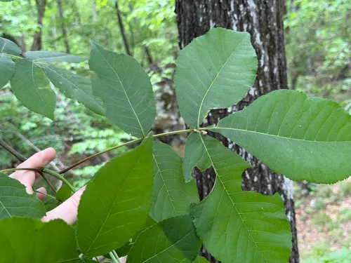 Red Hickory — photo by Emily Summerbell