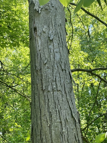 Shagbark Hickory — photo by Sandy Wolkenberg