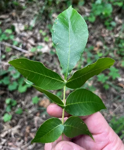 Sand Hickory — photo by Trently,Allan J