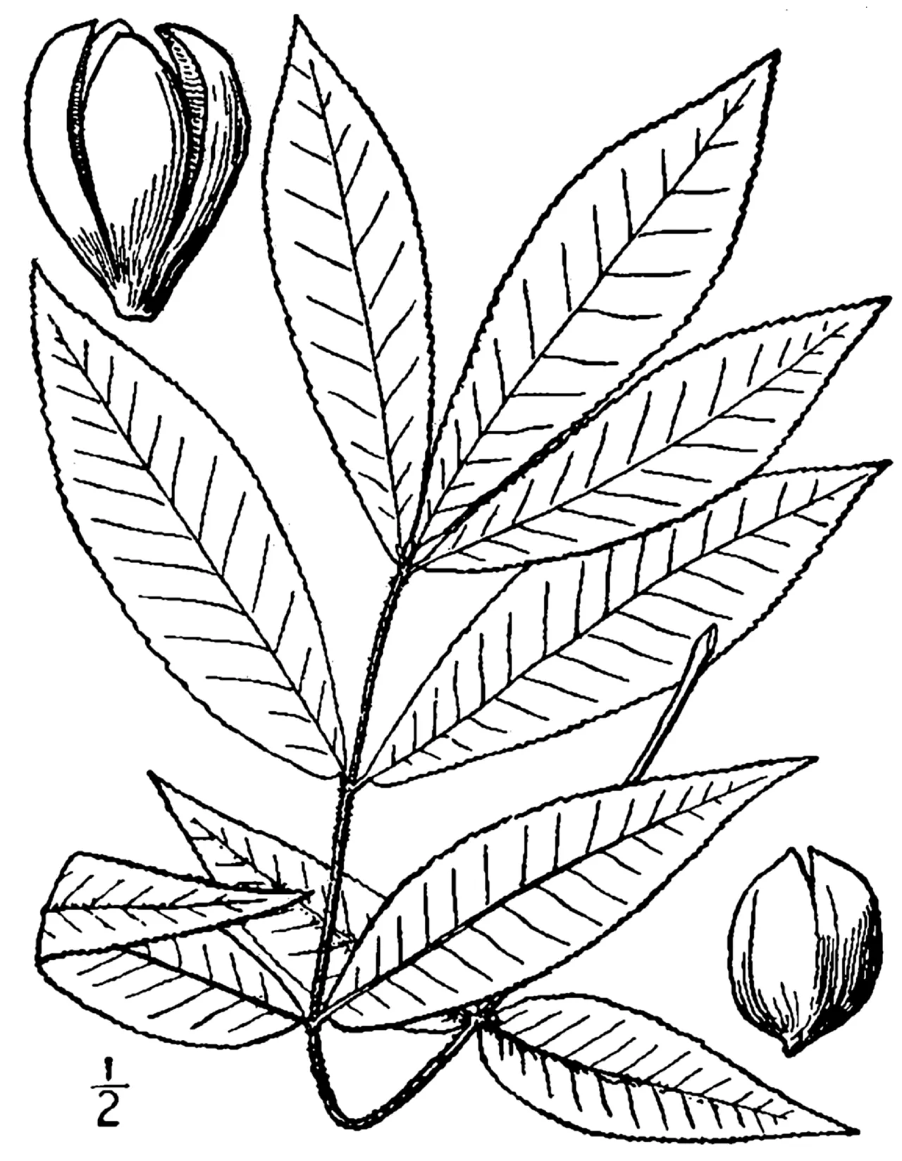 Black Hickory