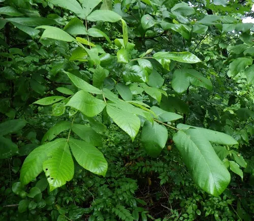Mockernut Hickory