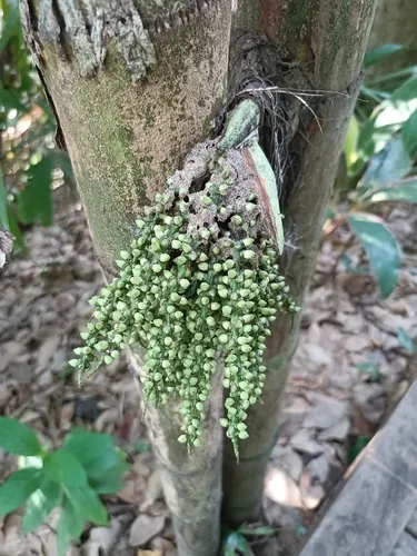 Jaggery Palm