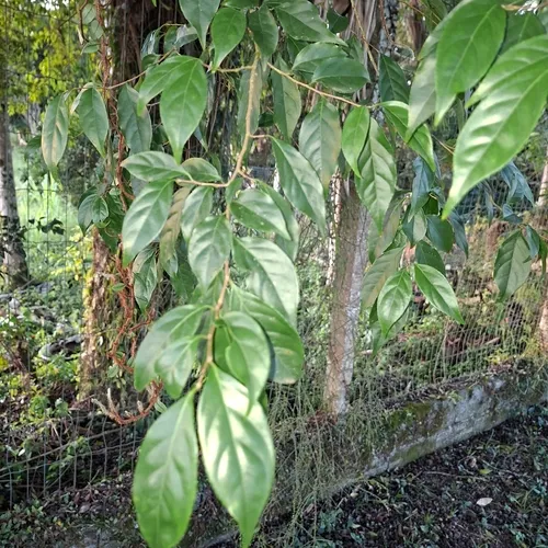 Wild Honeytree