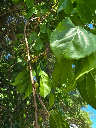 Guyanese Wild Coffee