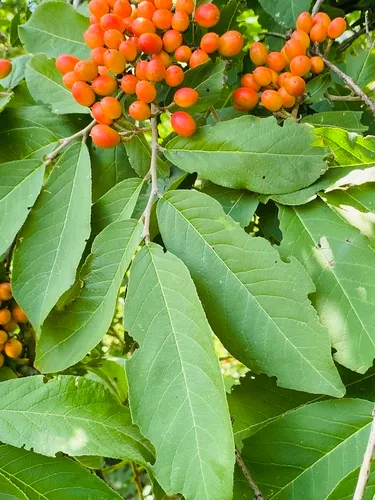Smooth Honeytree