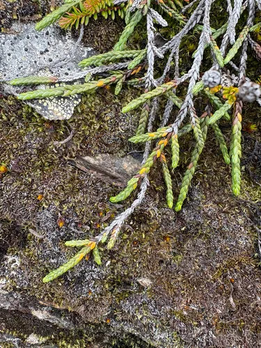 Clubmoss Mountain Heather