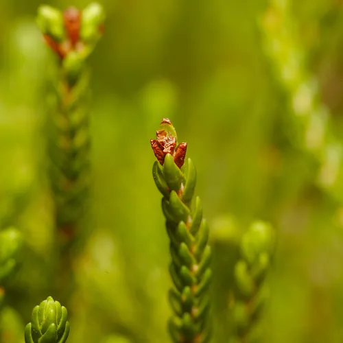 Western Moss Heather