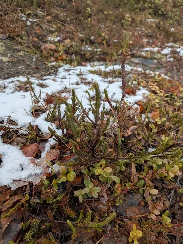 White Arctic Mountain Heather — photo by tina__w