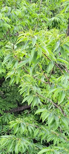 Japanese Chestnut