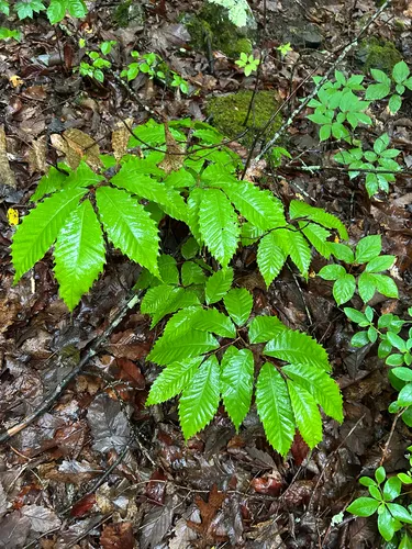 American Chestnut — photo by em-dc-2021