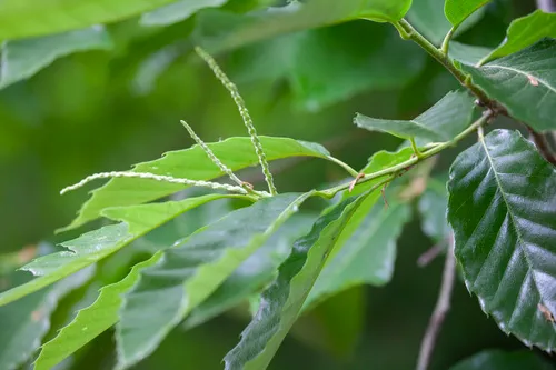 Chinese Chestnut