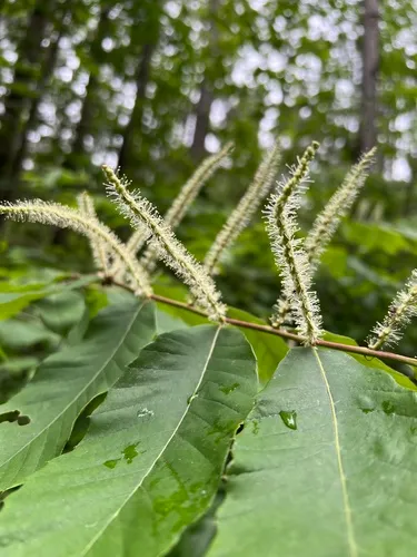 Chinquapin