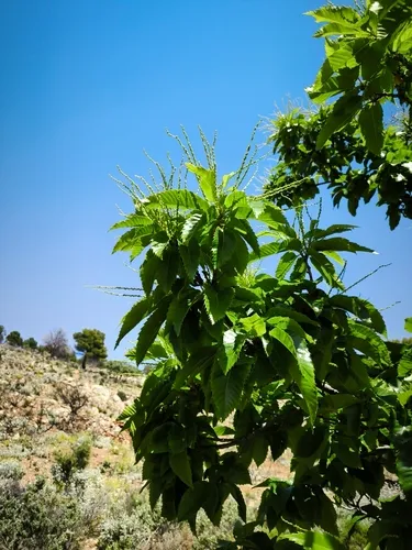European Chestnut