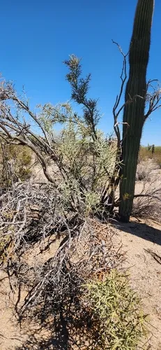 Crucifixion Thorn