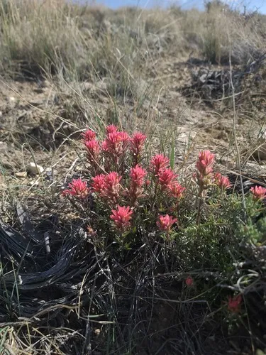 Northwestern Indian Paintbrush