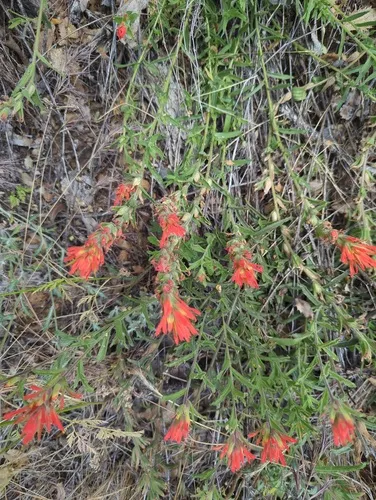 Wavyleaf Indian Paintbrush — photo by Aberdeen Spade