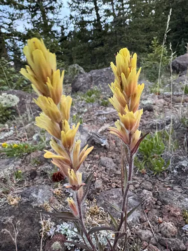 Aquarius Plateau Indian Paintbrush