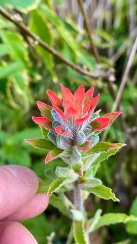 Field Indian Paintbrush — photo by Matthew Dailey