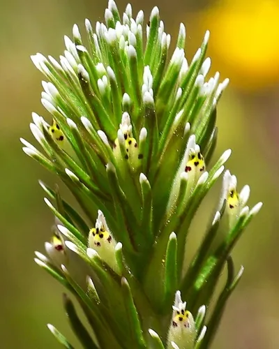 Attenuate Indian Paintbrush