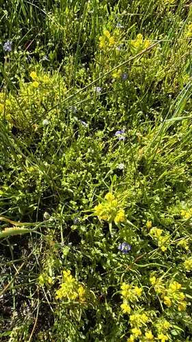 Vernal Pool Indian Paintbrush — photo by ronlogan