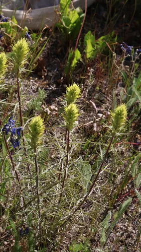 Deer Indian Paintbrush — photo by Cassidy Best