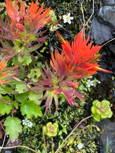 Chambers Paintbrush — photo by Ken Chamberlain