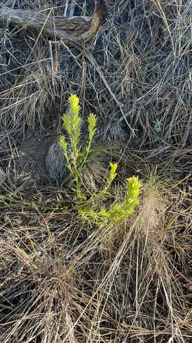 Greentinge Indian Paintbrush — photo by Ken Chamberlain