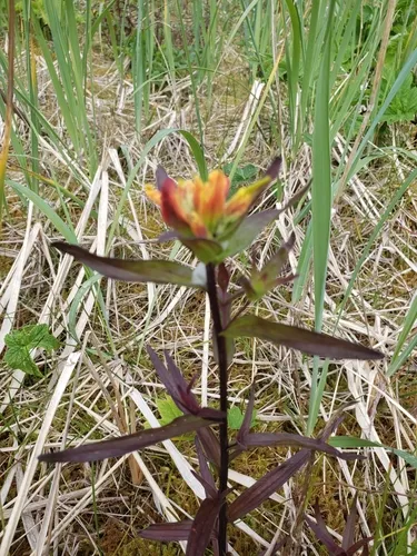 Green Indian Paintbrush — photo by Kitty LaBounty (deceased)