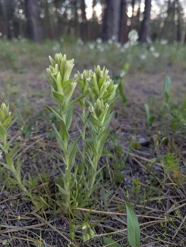 Yellow Wallowa Indian Paintbrush — photo by Corinne Schroeder