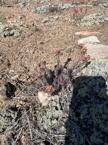 Ashgray Indian Paintbrush