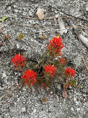 Coville's Indian Paintbrush — photo by chrrypopper