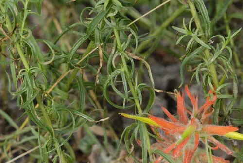 Mountainside Indian Paintbrush — photo by brandonbest