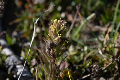 Obscure Indian Paintbrush — photo by Dominic Gentilcore