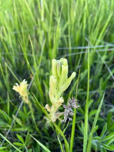 Cusick's Indian Paintbrush — photo by tuckertown