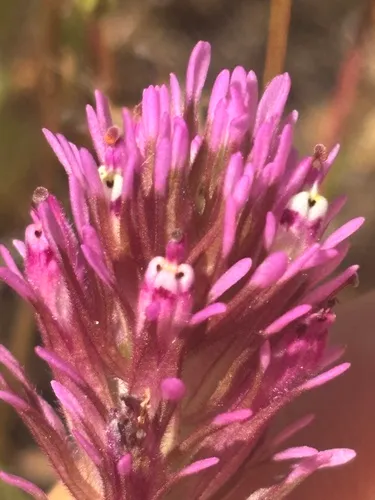 Denseflower Indian Paintbrush (subsp. densiflora) — photo by Steve