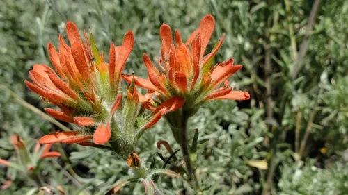 Mt. Hamilton Indian Paintbrush — photo by rozgal