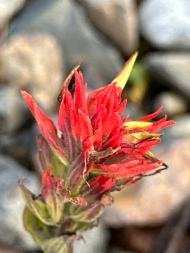 Wenatchee Indian Paintbrush — photo by Zarek