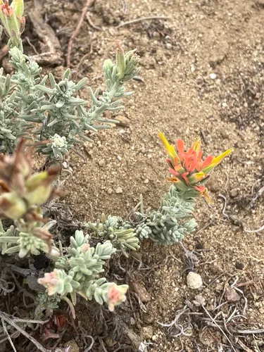 Texas Indian Paintbrush — photo by Nathan May