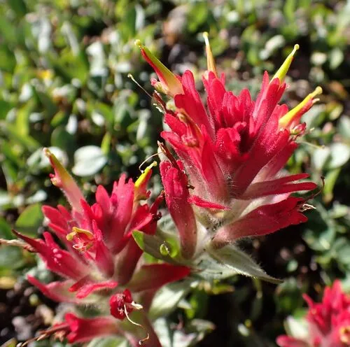 Fraternal Indian Paintbrush — photo by Eugene Yates