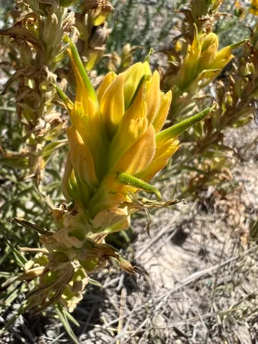 Genevieve's Indian Paintbrush — photo by Jared Shorma