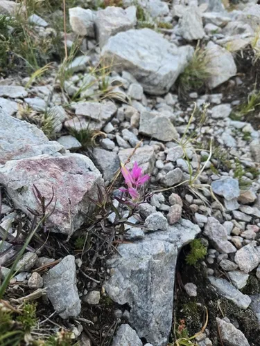 Hayden's Indian Paintbrush — photo by Nate