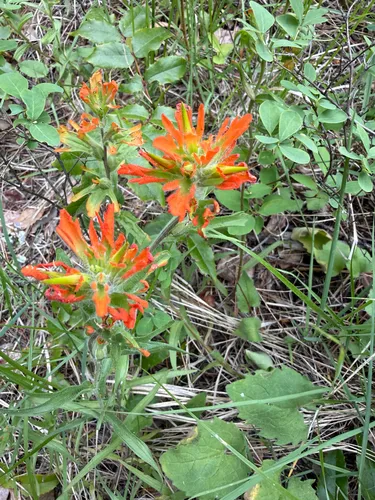 Harsh Indian Paintbrush — photo by nwmomof4