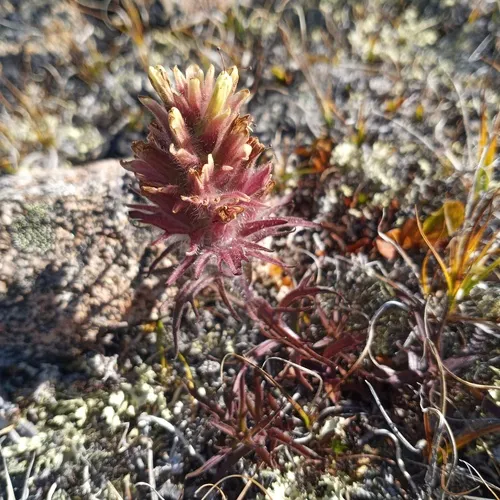 Northern Indian Paintbrush — photo by nlhughes