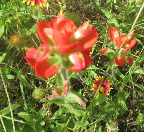 Entireleaf Indian Paintbrush — photo by Linda Jo Conn
