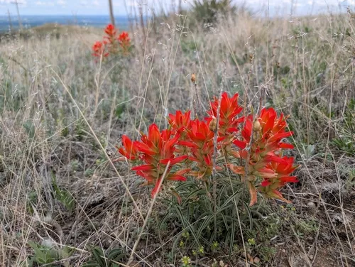 Wholeleaf Indian Paintbrush (var. integra) — photo by Tanner U