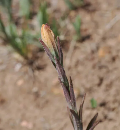 Kaibab Plateau Indian Paintbrush — photo by Wendy McCrady