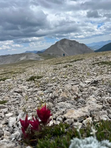 Kerry's Indian Paintbrush — photo by saralamar2020