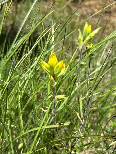 Cahaba Indian Paintbrush